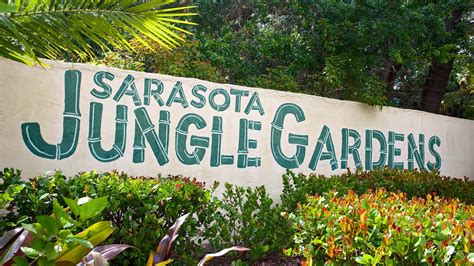 Jungle gardens sarasota - Feb 3, 2024 · More than 200 species of native and exotic animals call the Sarasota Jungle Gardens home, including pink flamingos, alligators, iguanas, parrots, and crocodiles. Daily shows welcome visitors to experience and learn more about these fascinating creatures with the chance to have one-on-one interactions with them after the show.